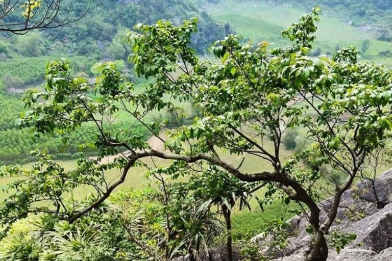 ‘Cơn sốt’, thổi giá cây muội hồng khiến khai thác trái phép gia tăng 