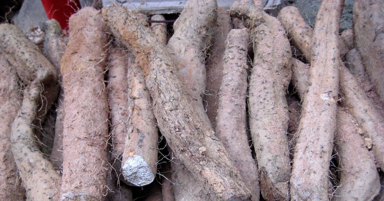 Loại củ đặc sản chùa Hương hỗ trợ tiêu hóa, 2 nhóm người cần thận trọng