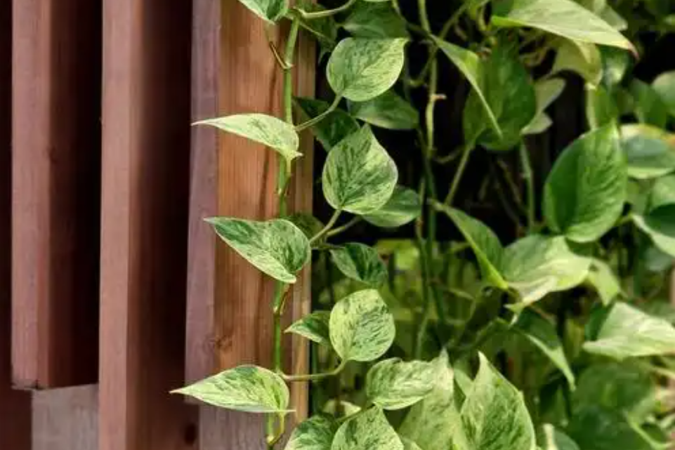 5 loại cây làm sang phòng khách: Đặt đúng giúp không gian trở nên sang trọng