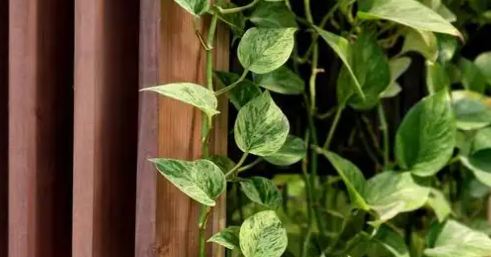 5 loại cây làm sang phòng khách: Đặt đúng giúp không gian trở nên sang trọng