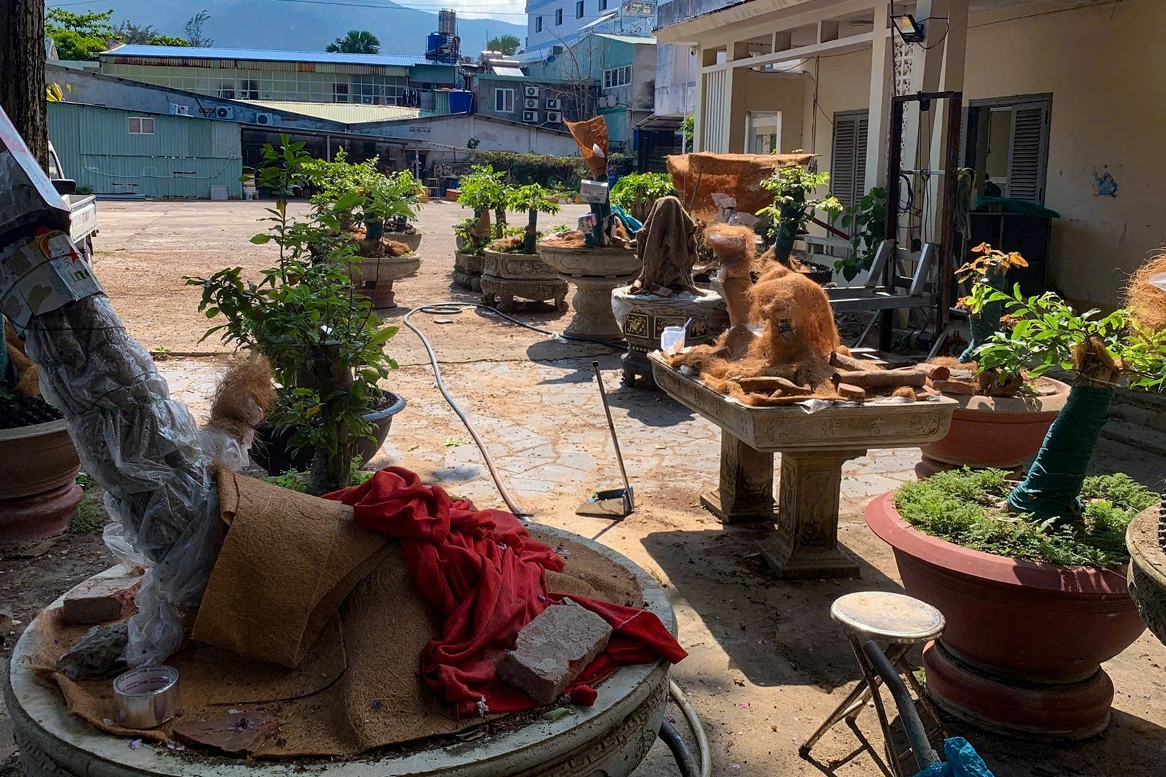 Chủ nhân 42 cây mai vàng ở Côn Đảo lần đầu lên tiếng về quyết định tịch thu cây