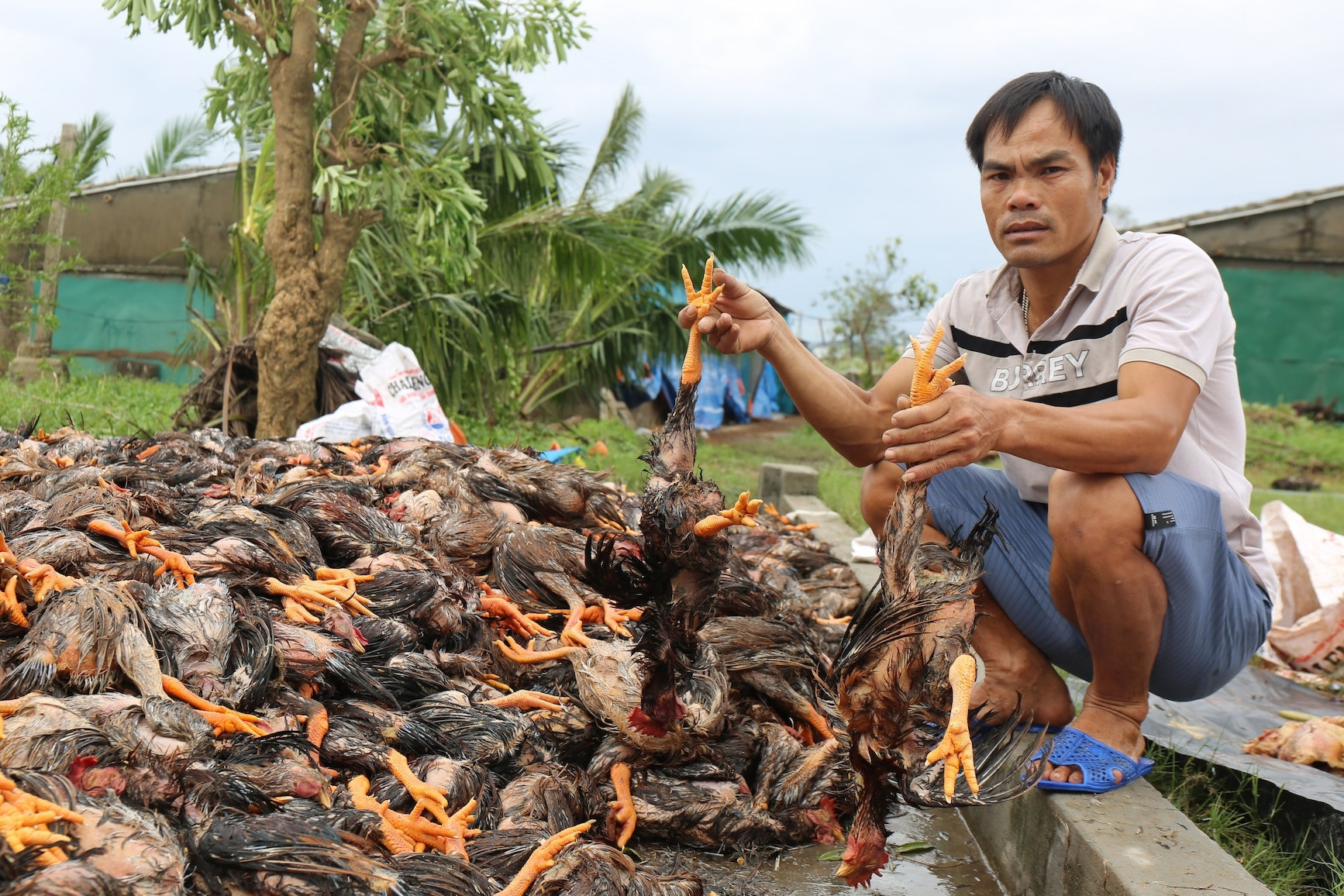  Chủ trang trại ở Nghệ An mất tiền tỷ sau bão vẫn chờ hỗ trợ 