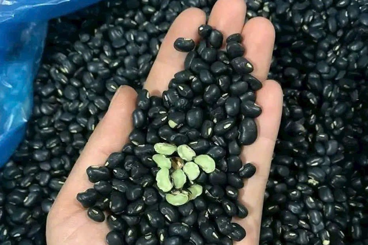 Đỗ đen thanh nhiệt, thải độc nhưng người huyết áp thấp không nên dùng