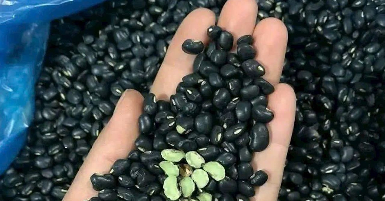 Đỗ đen thanh nhiệt, thải độc nhưng người huyết áp thấp không nên dùng