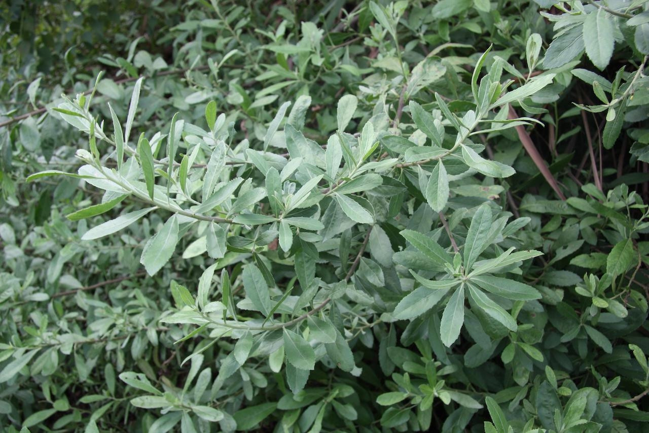 Loại cây mọc hoang hỗ trợ tiêu tan sỏi thận Loại cây mọc bờ rào hỗ trợ ‘đánh tan’ sỏi thận