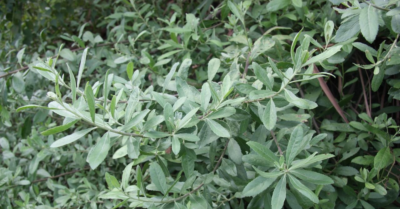 Loại cây mọc bờ rào hỗ trợ ‘đánh tan’ sỏi thận