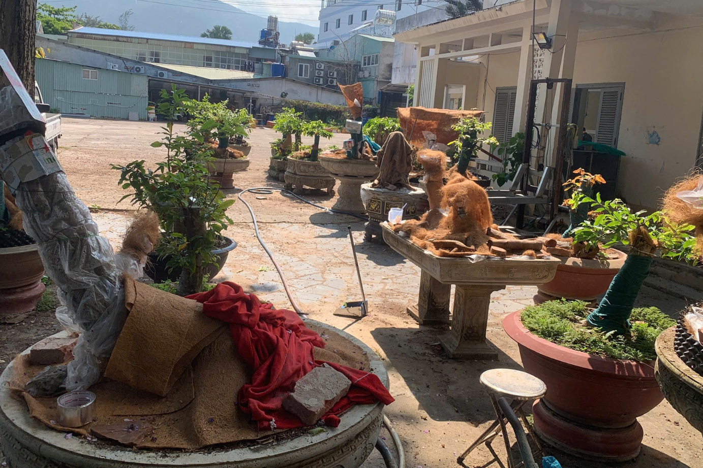 Luật sư nói gì về vụ tịch thu 42 cây mai vàng ở Côn Đảo?