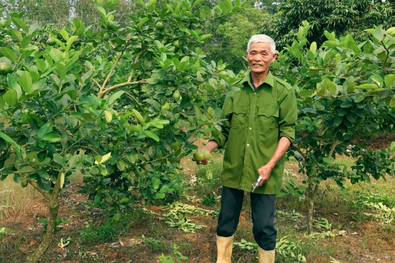 Ghép chanh vàng Mỹ lên gốc bưởi, nông dân Thanh Hóa thu hàng trăm triệu đồng/năm