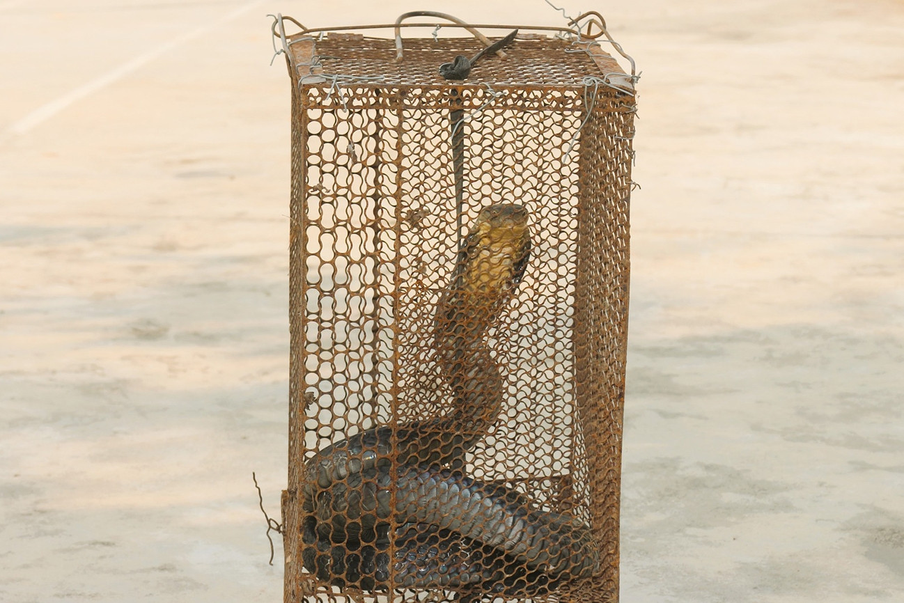 Rắn hổ mang chúa dài 2,6m bò vào nhà dân lúc đêm khuya