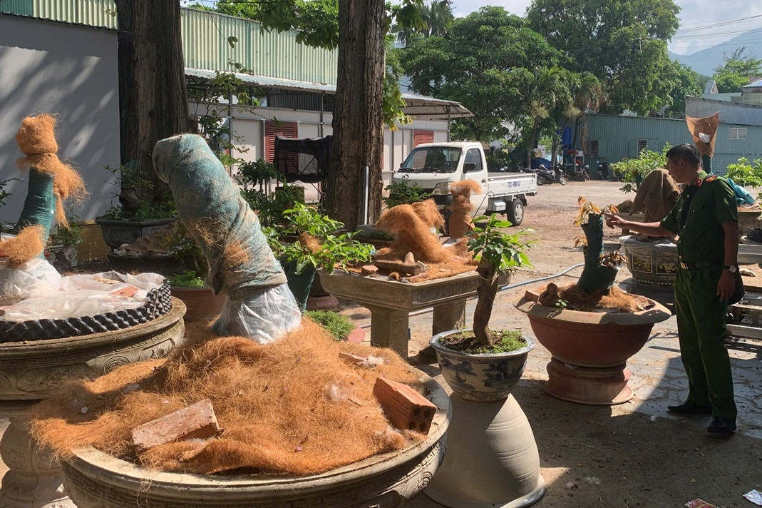 'Truy rõ' nguồn gốc 42 cây mai vàng bị tịch thu ở Côn Đảo để xử lý nghiêm