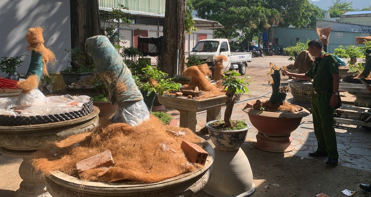 &amp;apos;Truy rõ&amp;apos; nguồn gốc 42 cây mai vàng bị tịch thu ở Côn Đảo để xử lý nghiêm