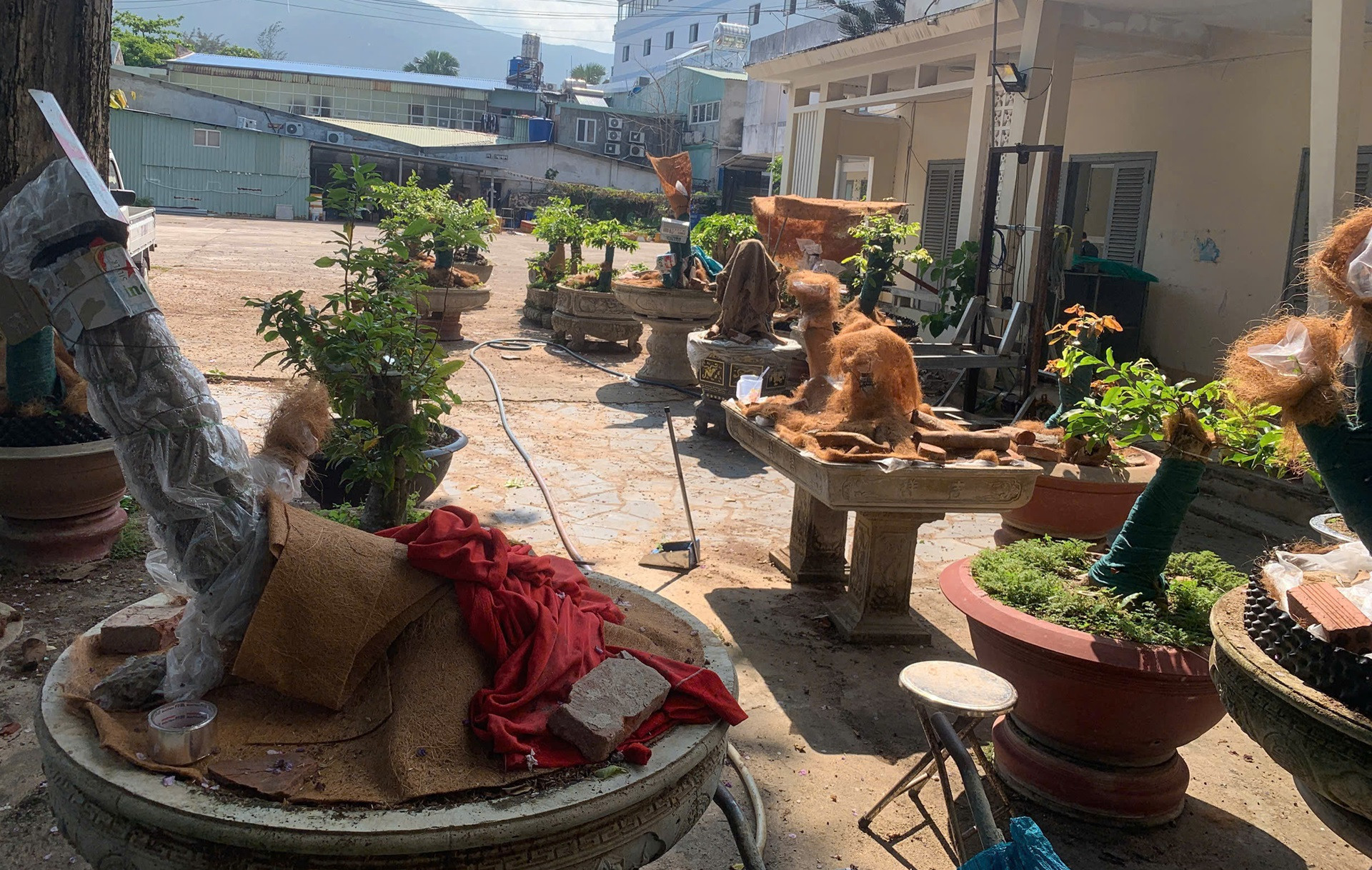 Vụ “phạt, tịch thu 42 cây mai vàng không rõ nguồn gốc” Kiểm lâm Côn Đảo nói gì..jpg