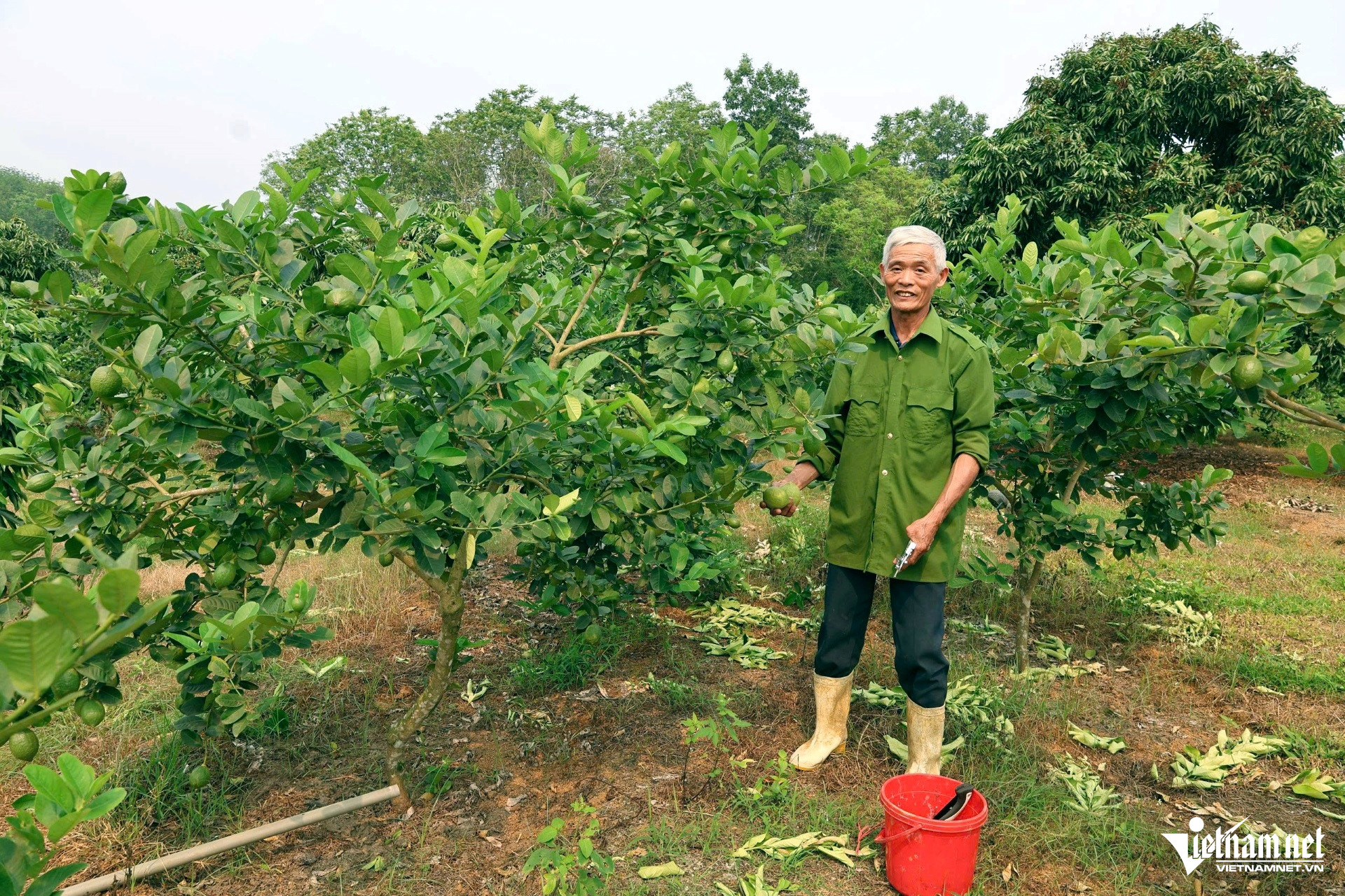 W-a1Ghép chanh vàng Mỹ.jpg