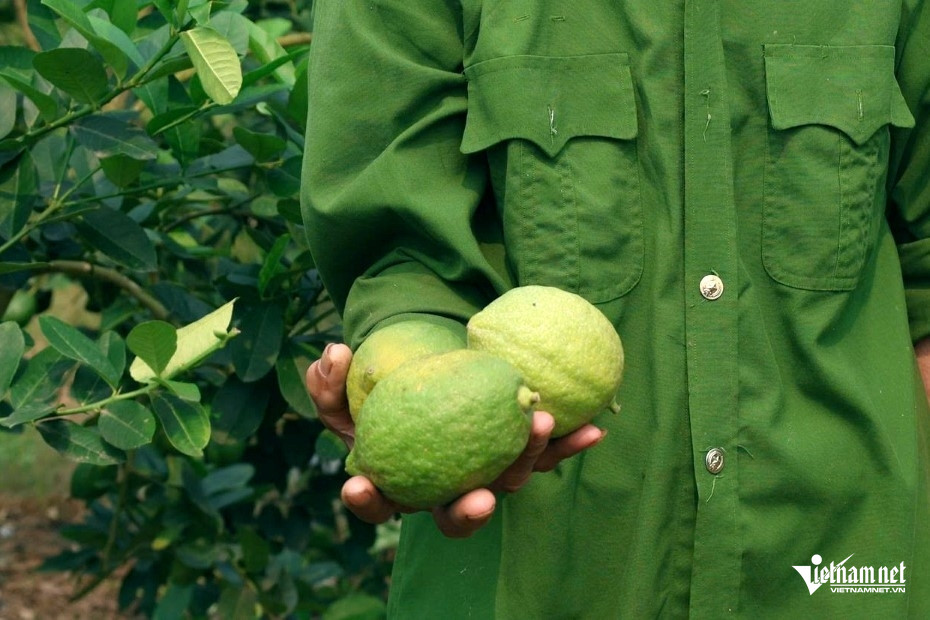 W-a2Ghép chanh vàng Mỹ.jpg