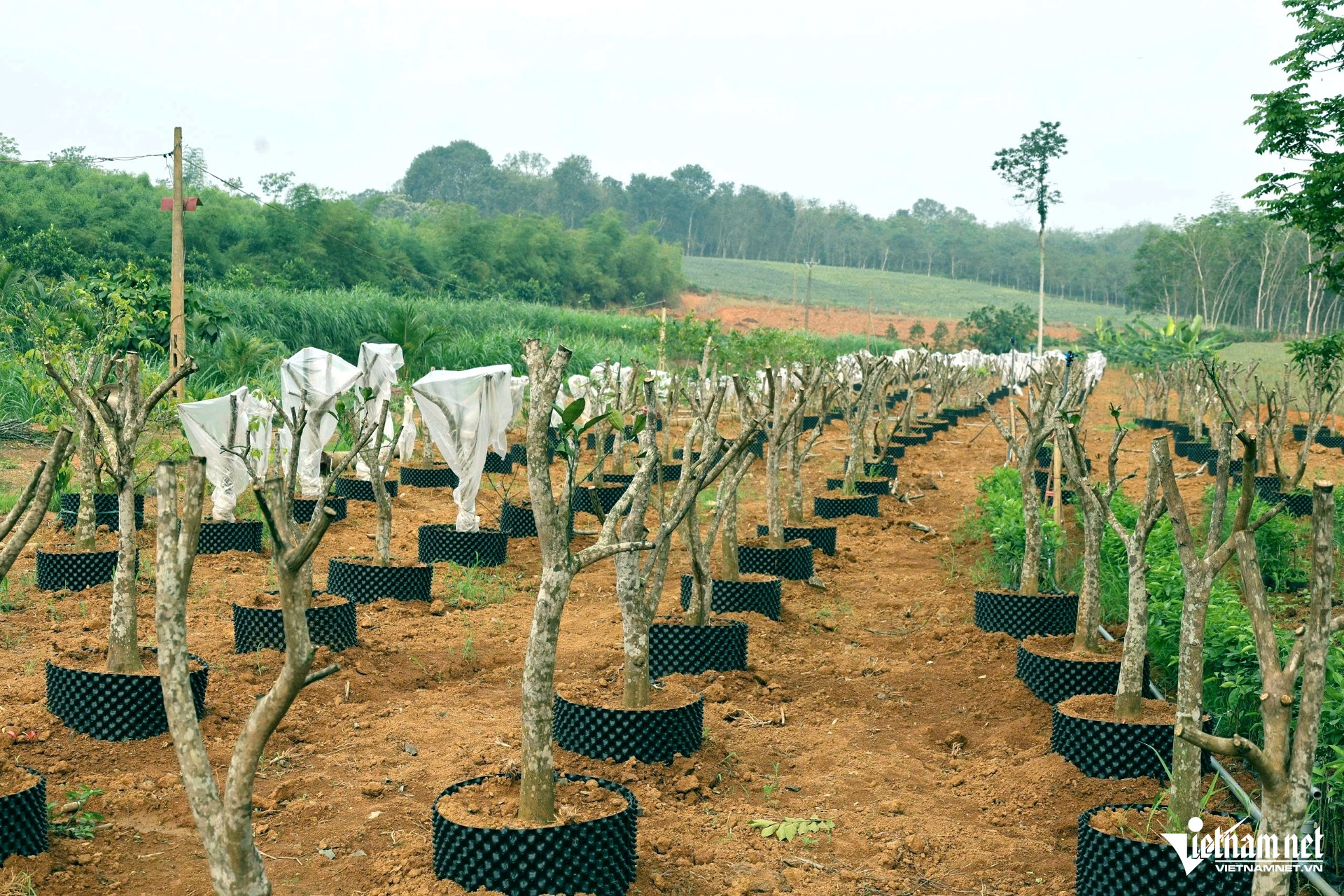 W-a4Ghép chanh vàng Mỹ.jpg