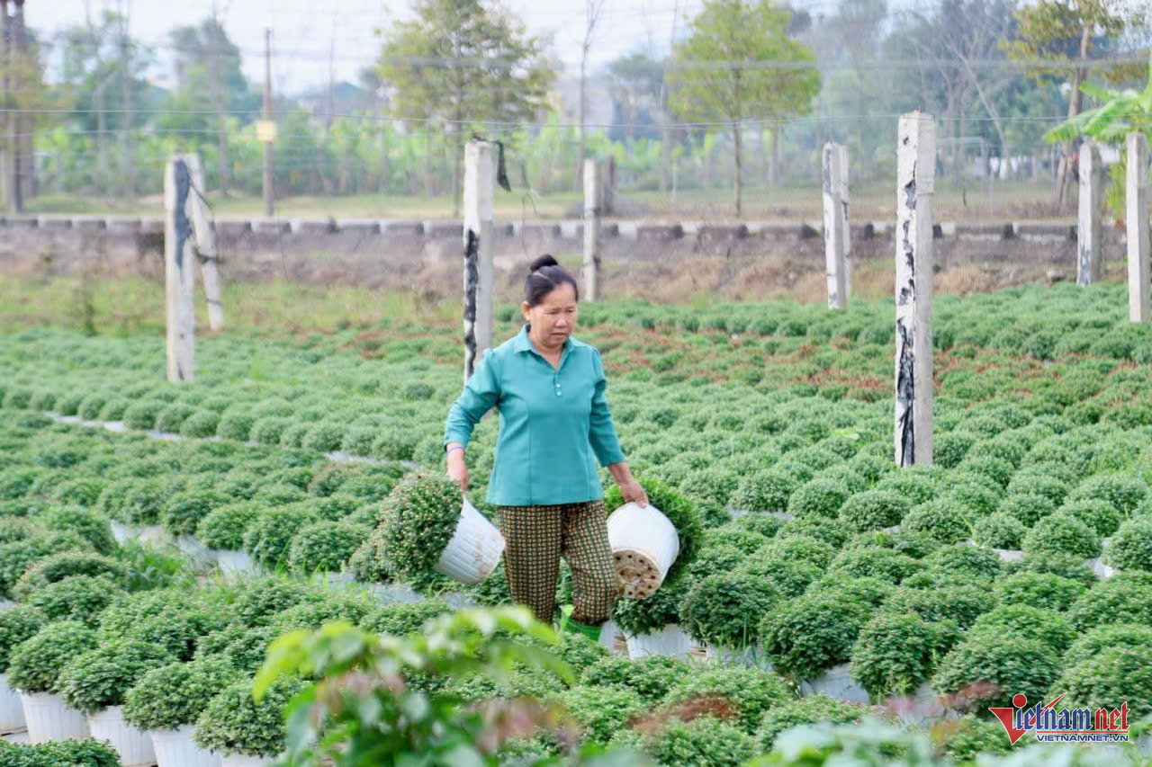 W-anh bai hoang giang.jpg