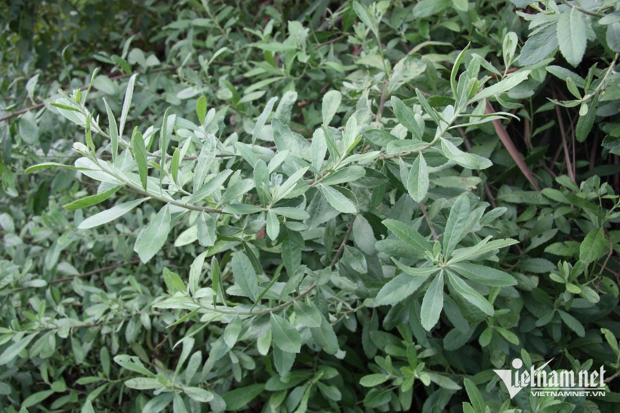 W-c43fe650 d4f5 421b b990 3ac2dec62d48.jpeg