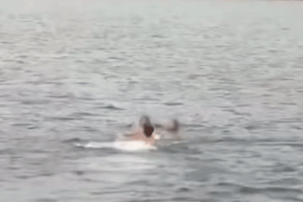  Diễn viên Bạch Tử Hiên lao xuống biển cứu 2 cô gái đuối nước 