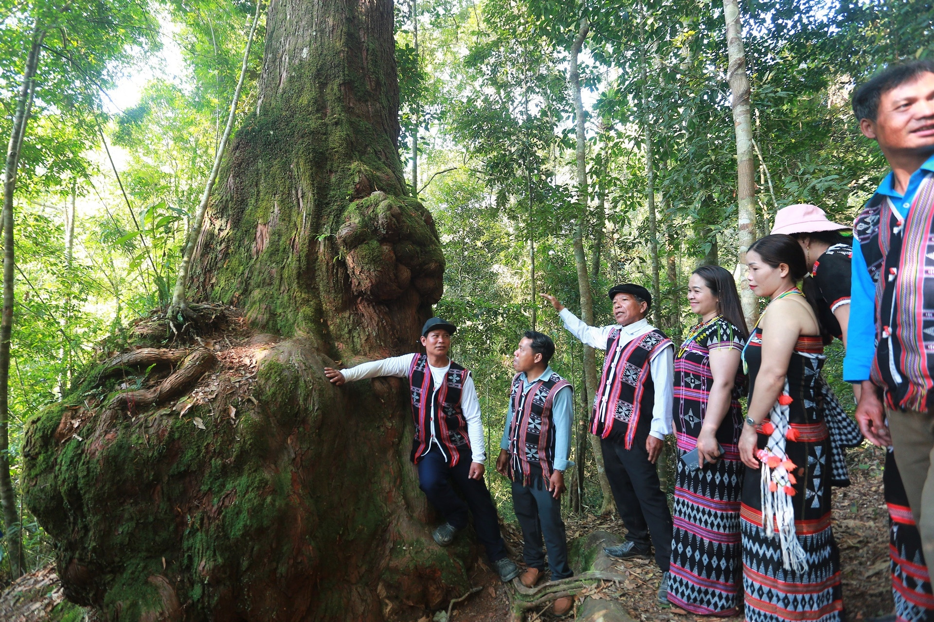  Kỳ bí 'vương quốc' của những gốc cây ngàn tuổi được người Cơ Tu xem như báu vật 
