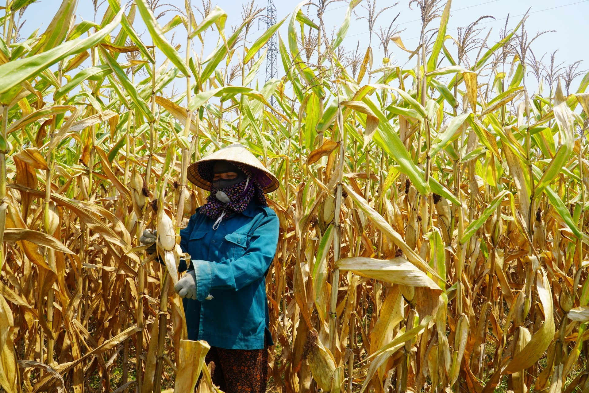 Cảnh tượng xót xa khiến người dân khóc ròng giữa 'chảo lửa' 42 độ