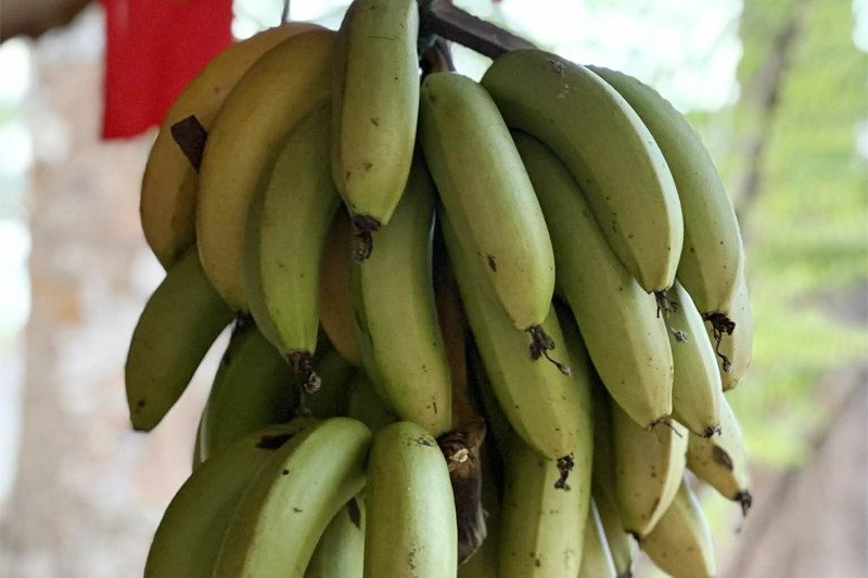 Chuyên gia khuyên bạn nên ăn bao nhiêu quả chuối mỗi ngày?