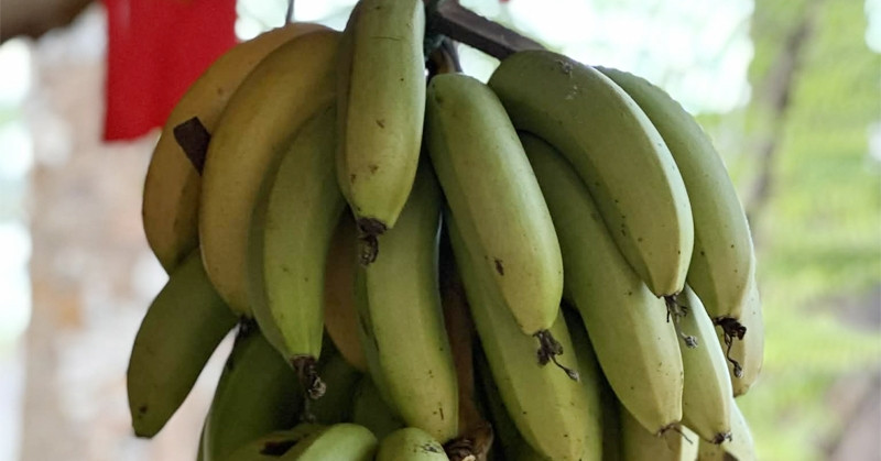 Chuyên gia khuyên bạn nên ăn bao nhiêu quả chuối mỗi ngày?