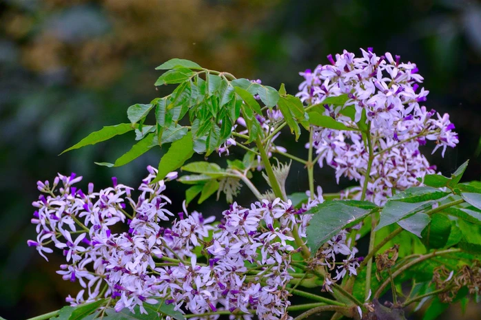 Cơ thể dễ ốm yếu hơn vào mùa hoa xoan, vì sao?