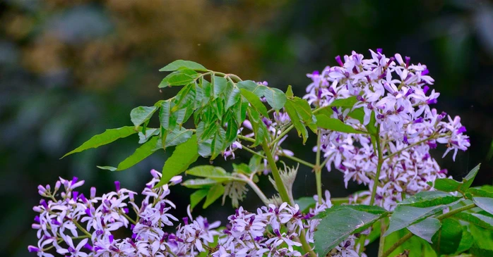 Cơ thể dễ ốm yếu hơn vào mùa hoa xoan, vì sao?