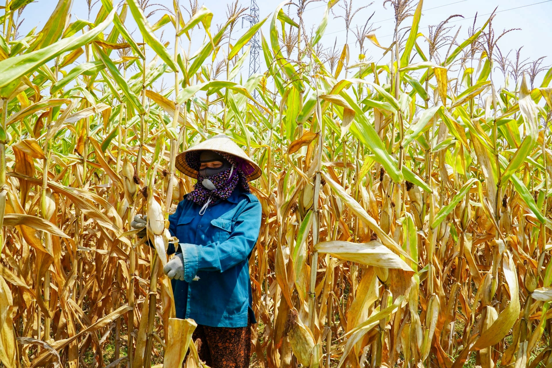 Cảnh tượng xót xa khiến người dân khóc ròng giữa 'chảo lửa' 42 độ