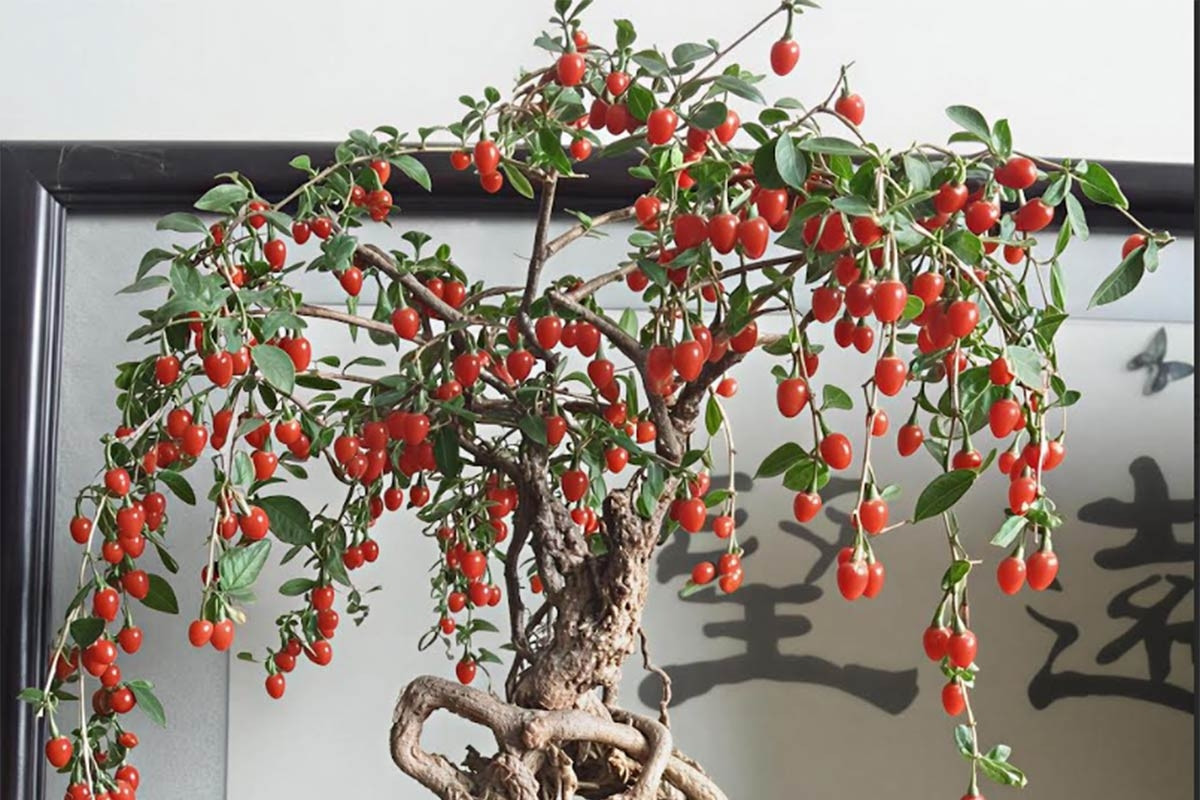 Loại cây '3 trong 1' vừa làm bonsai, vừa cho quả đỏ như ngọc