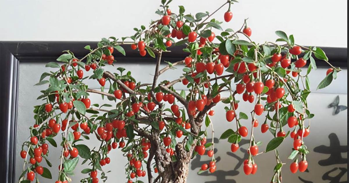 Loại cây "3 trong 1" vừa làm bonsai, vừa cho quả đỏ như ngọc