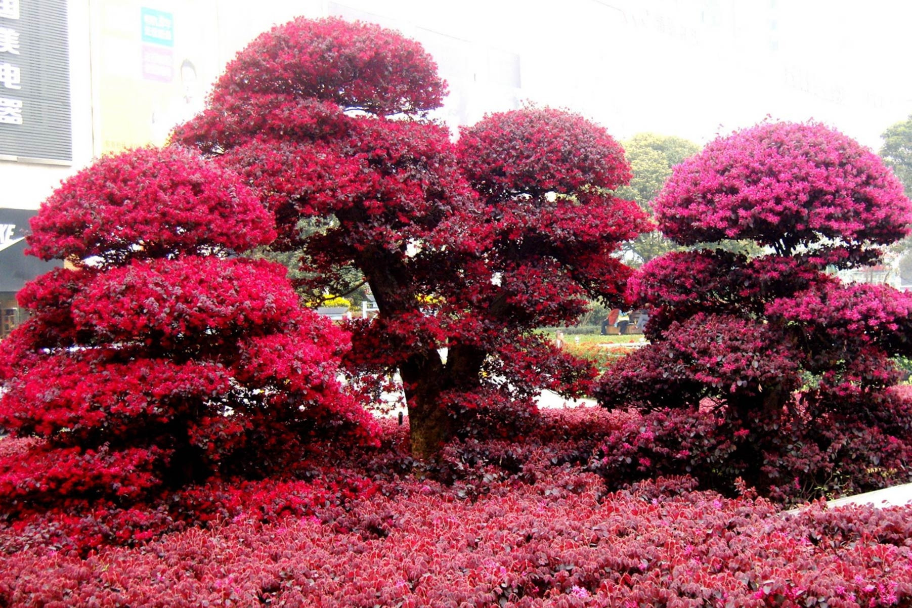 Loài cây nở như pháo hoa, sắc đỏ tím mang ý nghĩa sinh sôi, thịnh vượng