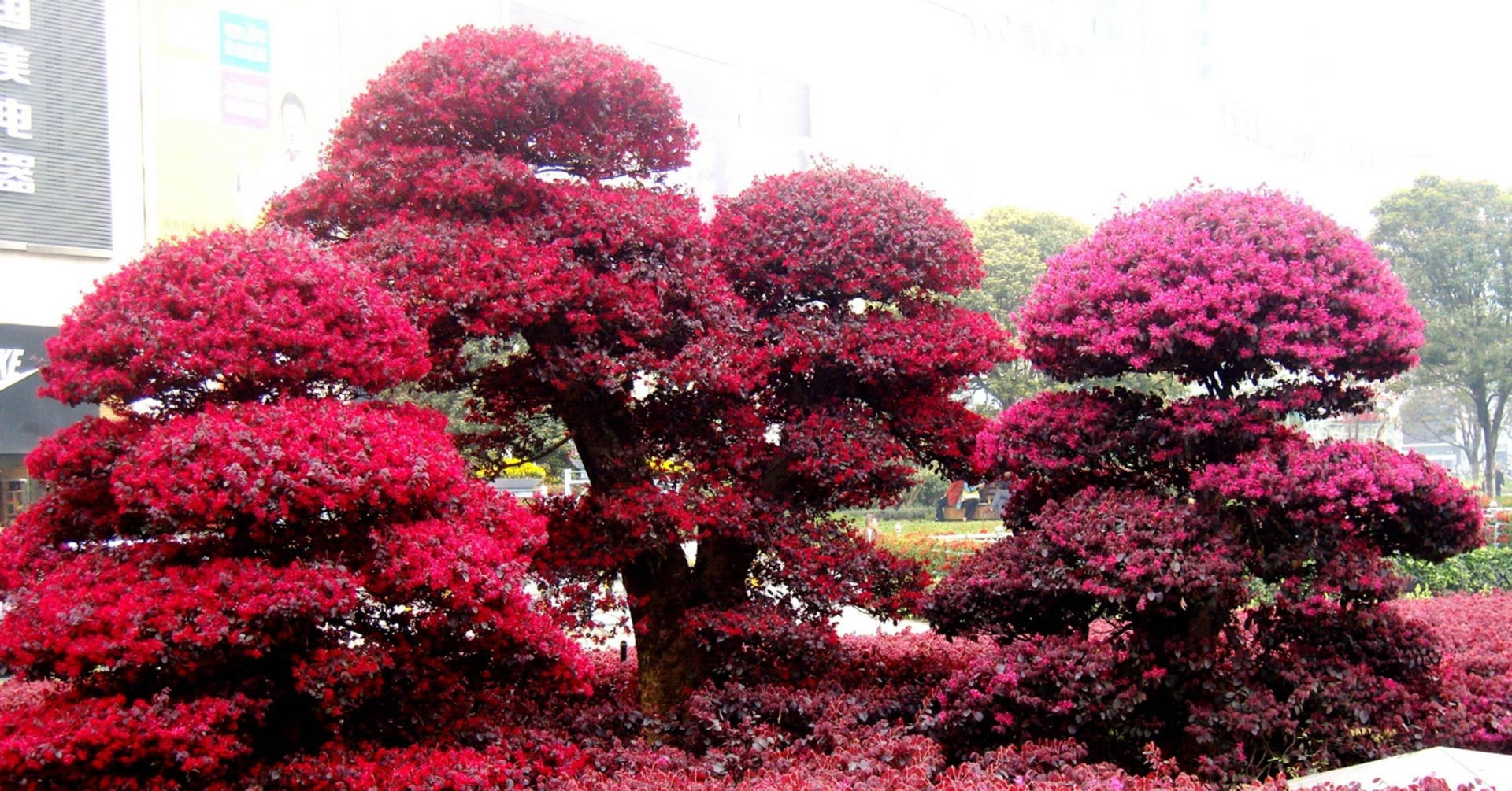 Loài cây nở như pháo hoa, sắc đỏ tím mang ý nghĩa sinh sôi, thịnh vượng