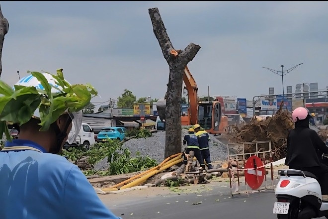 Cận cảnh loạt cây 'khủng' được đốn hạ ở TPHCM để thi công ga ngầm metro số 2