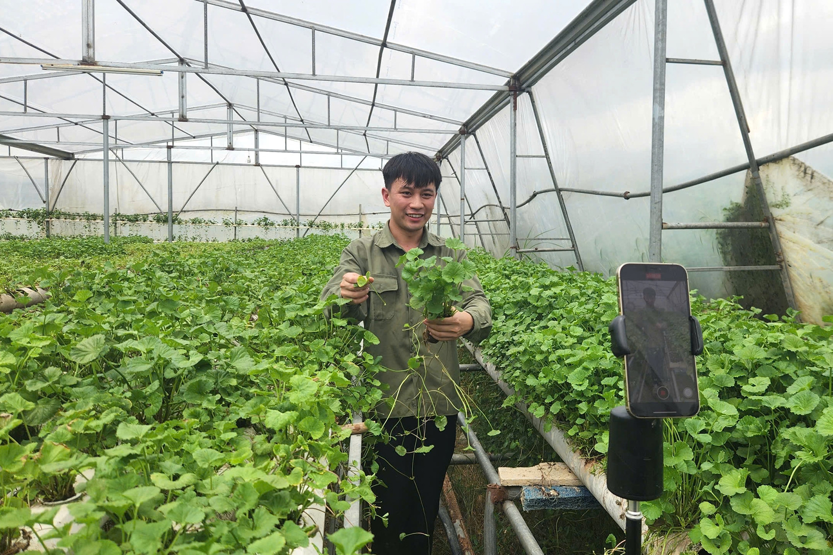 Đổ 3 tỷ rồi trắng tay, 9X Quảng Ninh đổi hướng trồng rau má thu 50 triệu/tháng