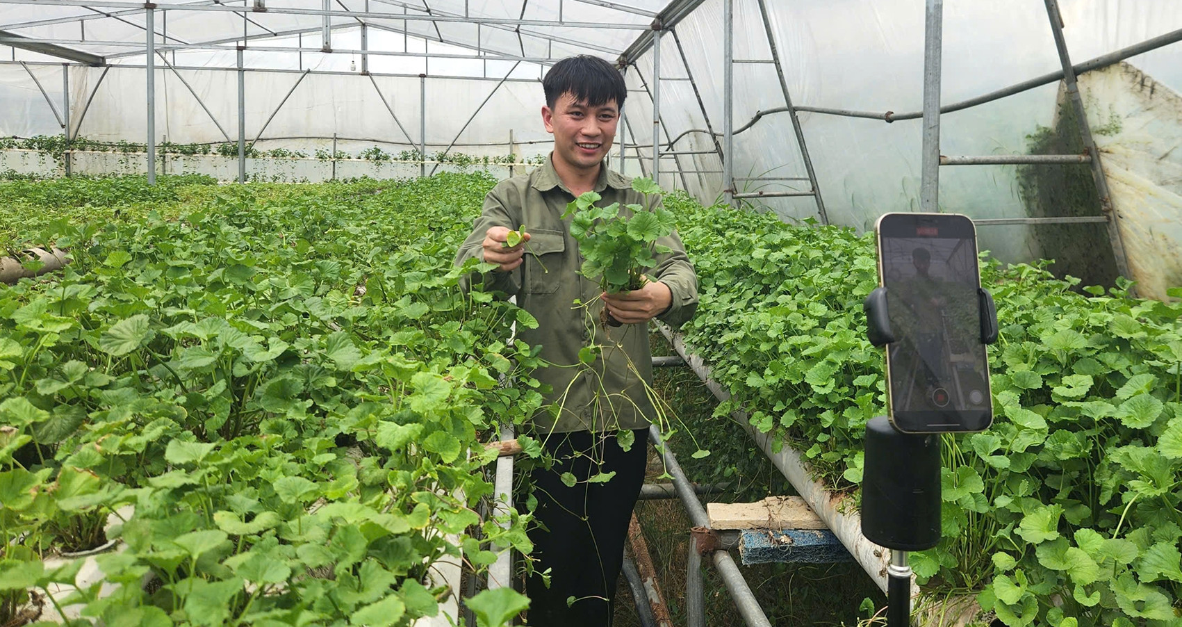 Đổ 3 tỷ rồi trắng tay, 9X Quảng Ninh đổi hướng trồng rau má thu 50 triệu/tháng