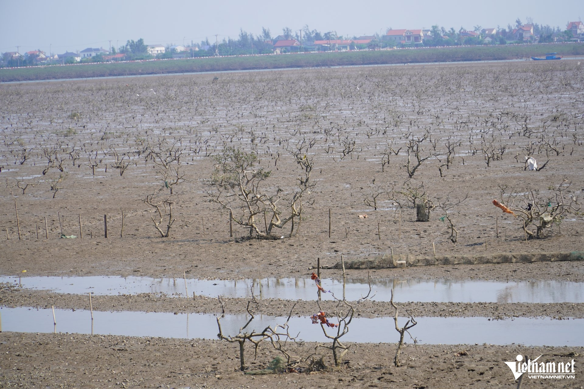 W-aa rừng mặn 10.JPG.jpg