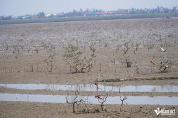 W-aa rừng mặn 10.JPG.jpg