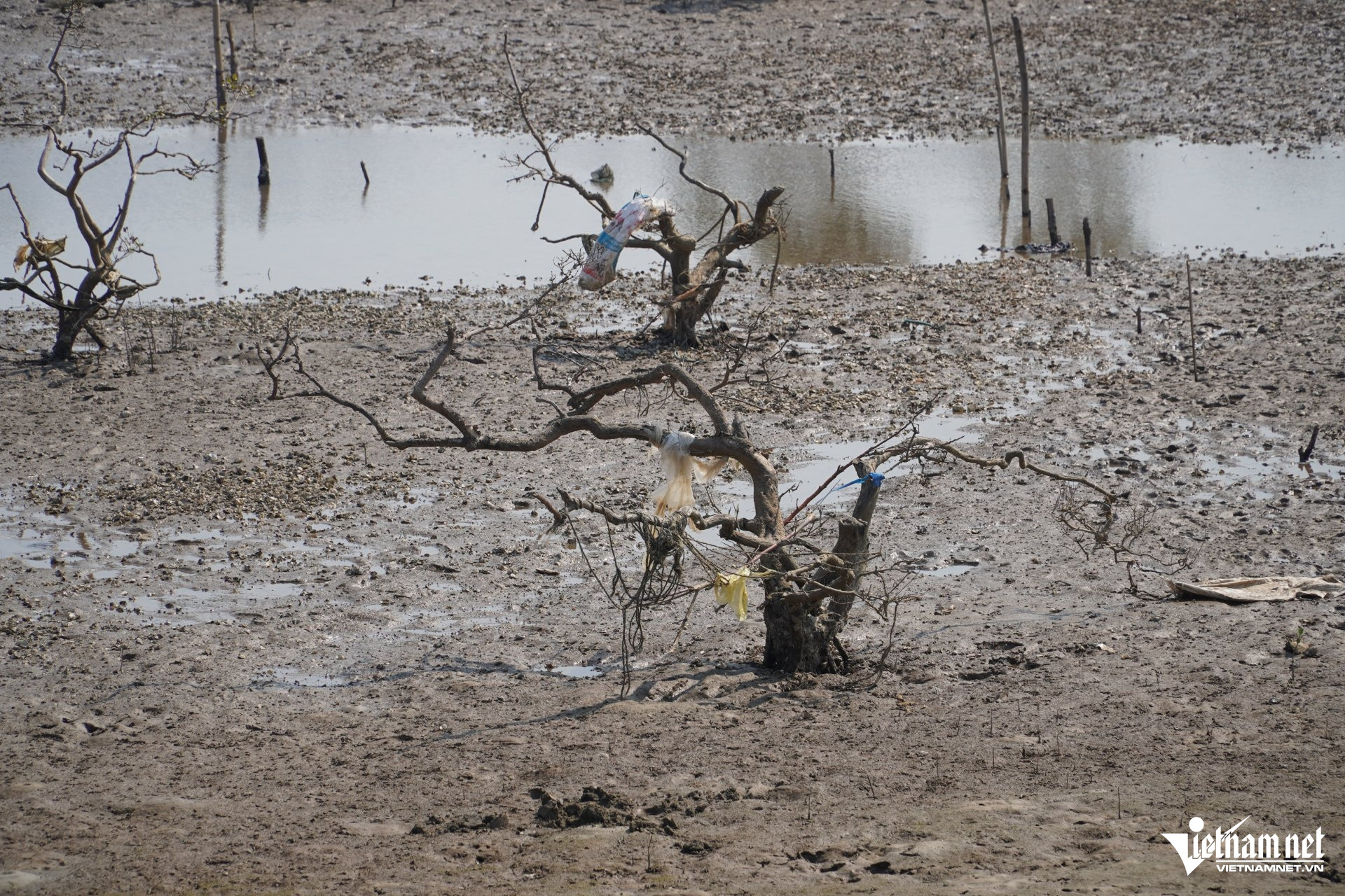 W-aa rừng mặn7.JPG.jpg