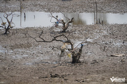 W-aa rừng mặn7.JPG.jpg