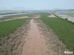 W-aa rừng mặn9.JPG.jpg