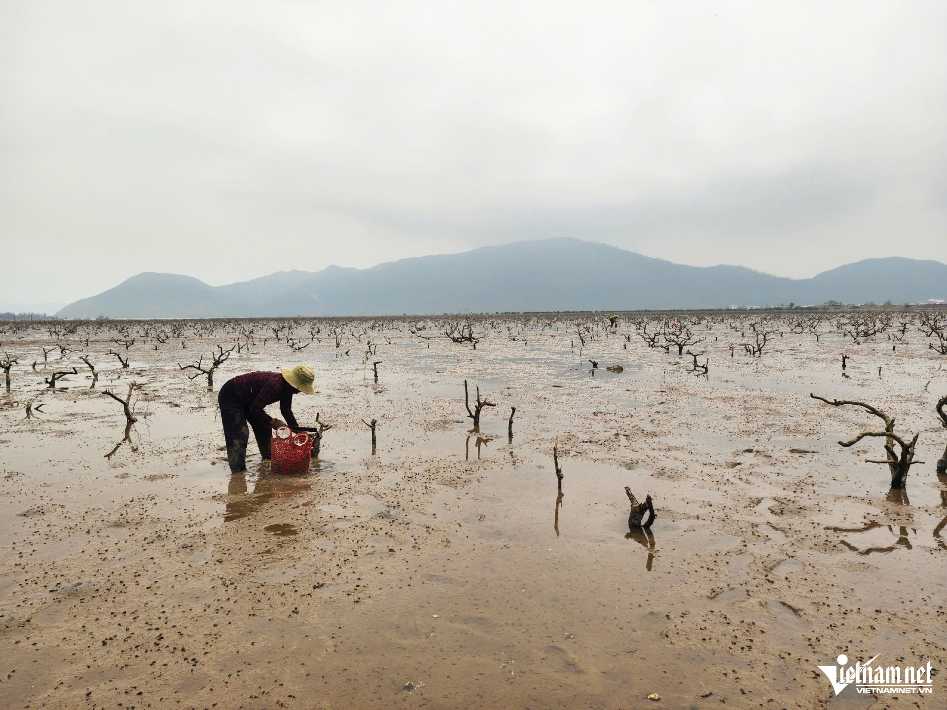 W-aa rừng ngập mặn15.jpg