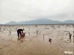 W-aa rừng ngập mặn15.jpg