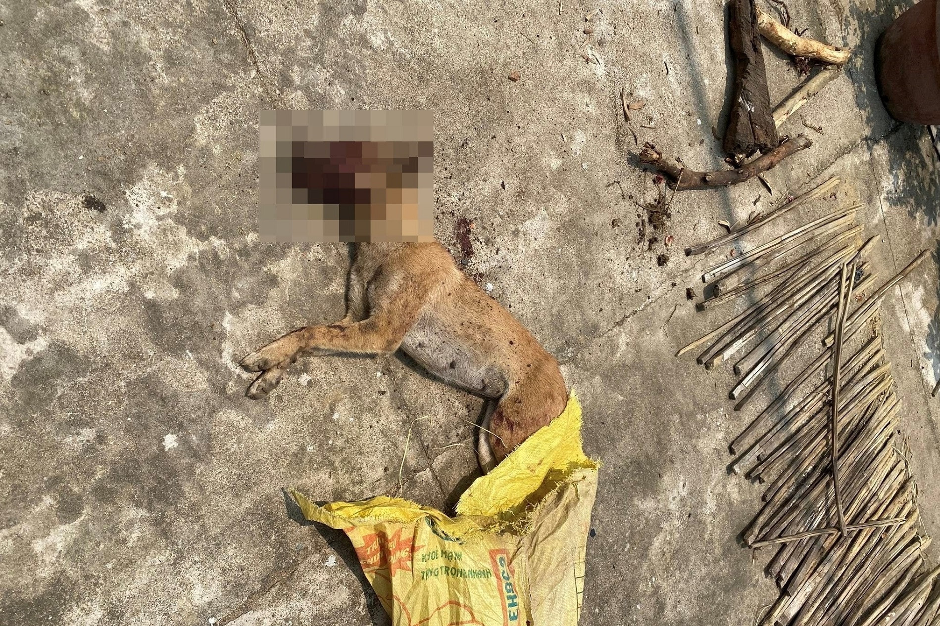 Trích xuất camera bắt con chó thả rông cắn nhiều người ở Quảng Ngãi