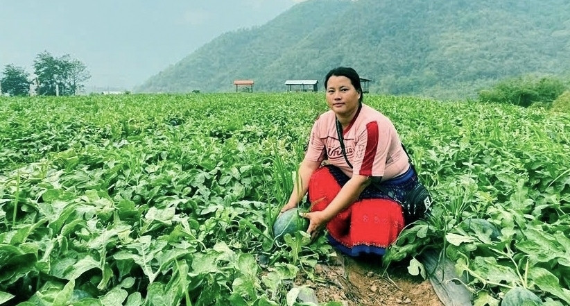 Trồng Dừa Thanh Hóa: Thu Nhập Gấp 5 Lần, Nguy Cơ Tái Nghèo Vẫn Hiện Hữu