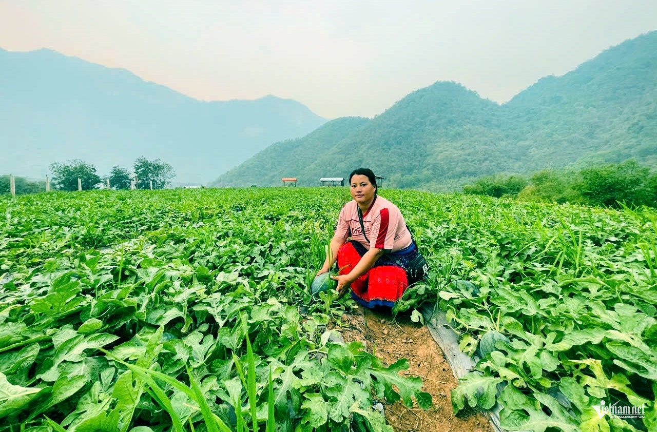 W-a1Từ ruộng lúa đến.jpg