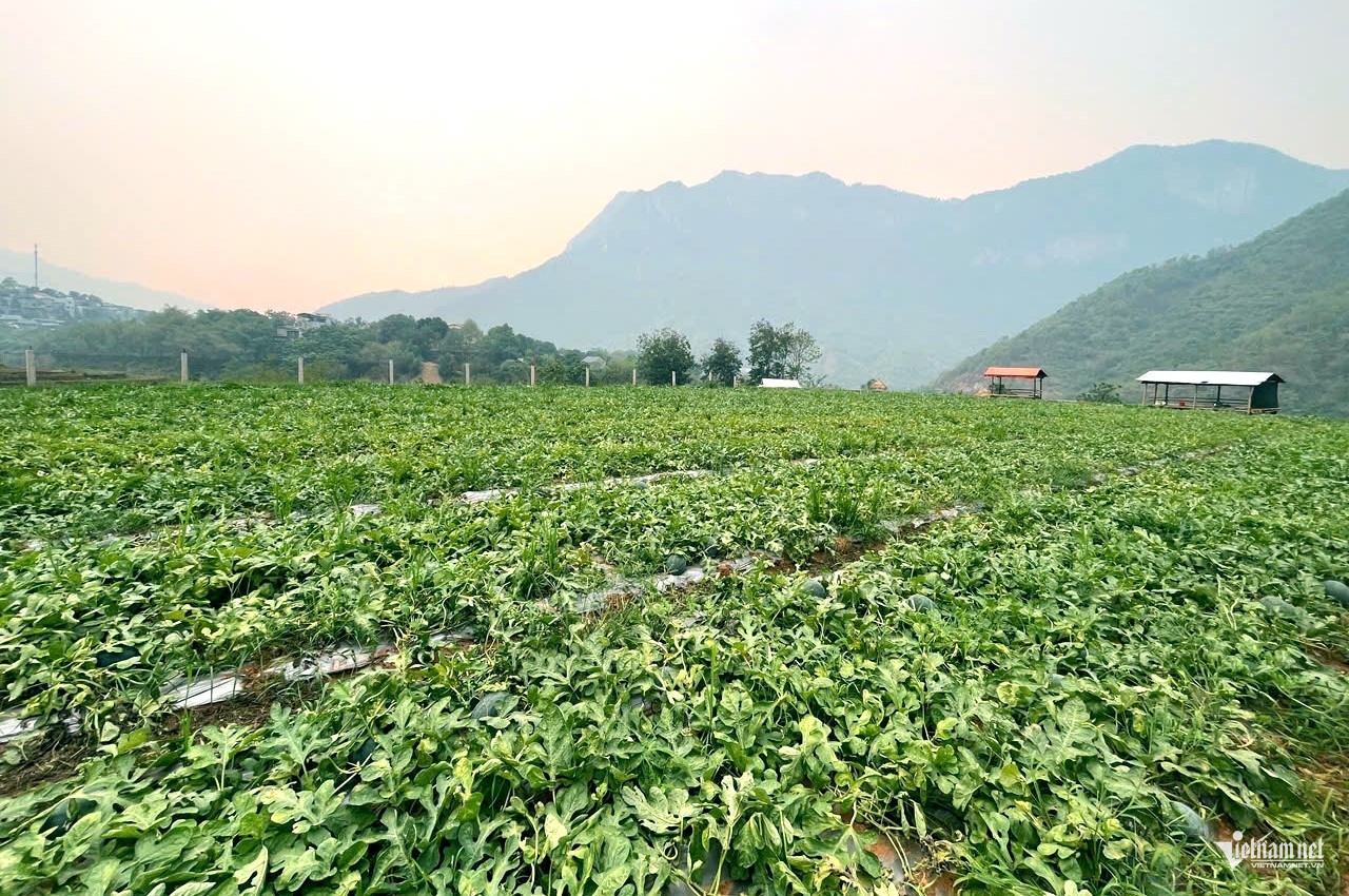 W-a3Từ ruộng lúa đến.jpg