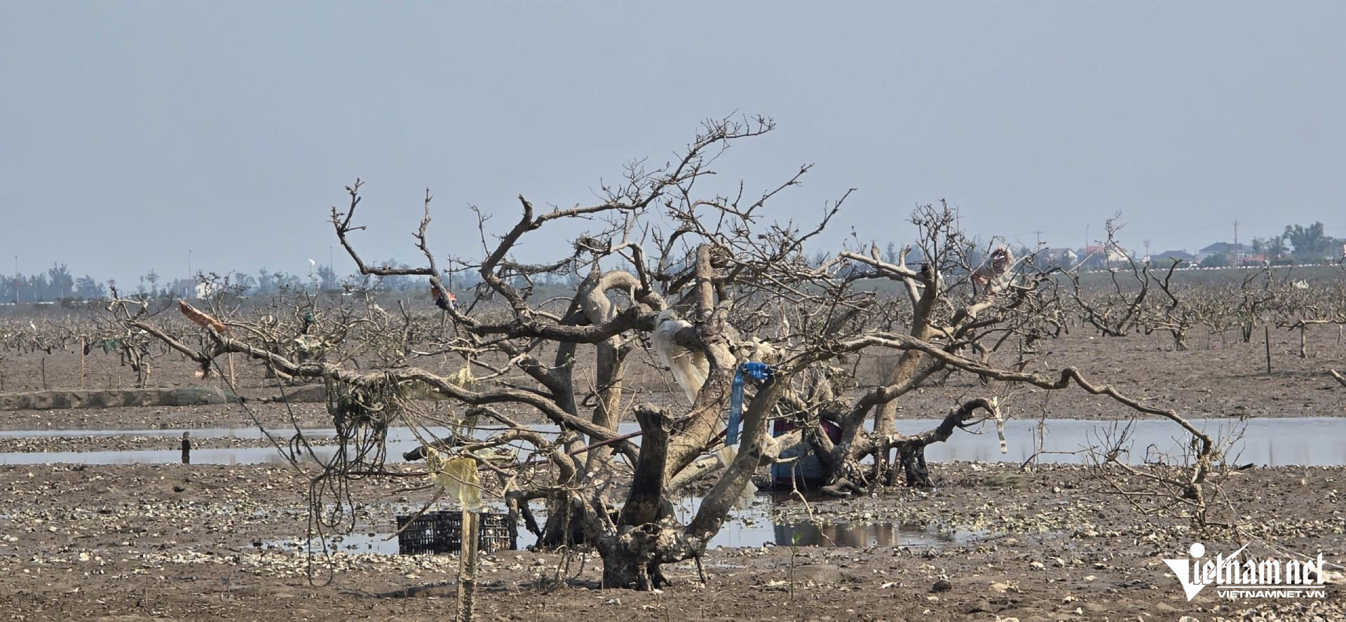 W-aa rừng mặn.jpg