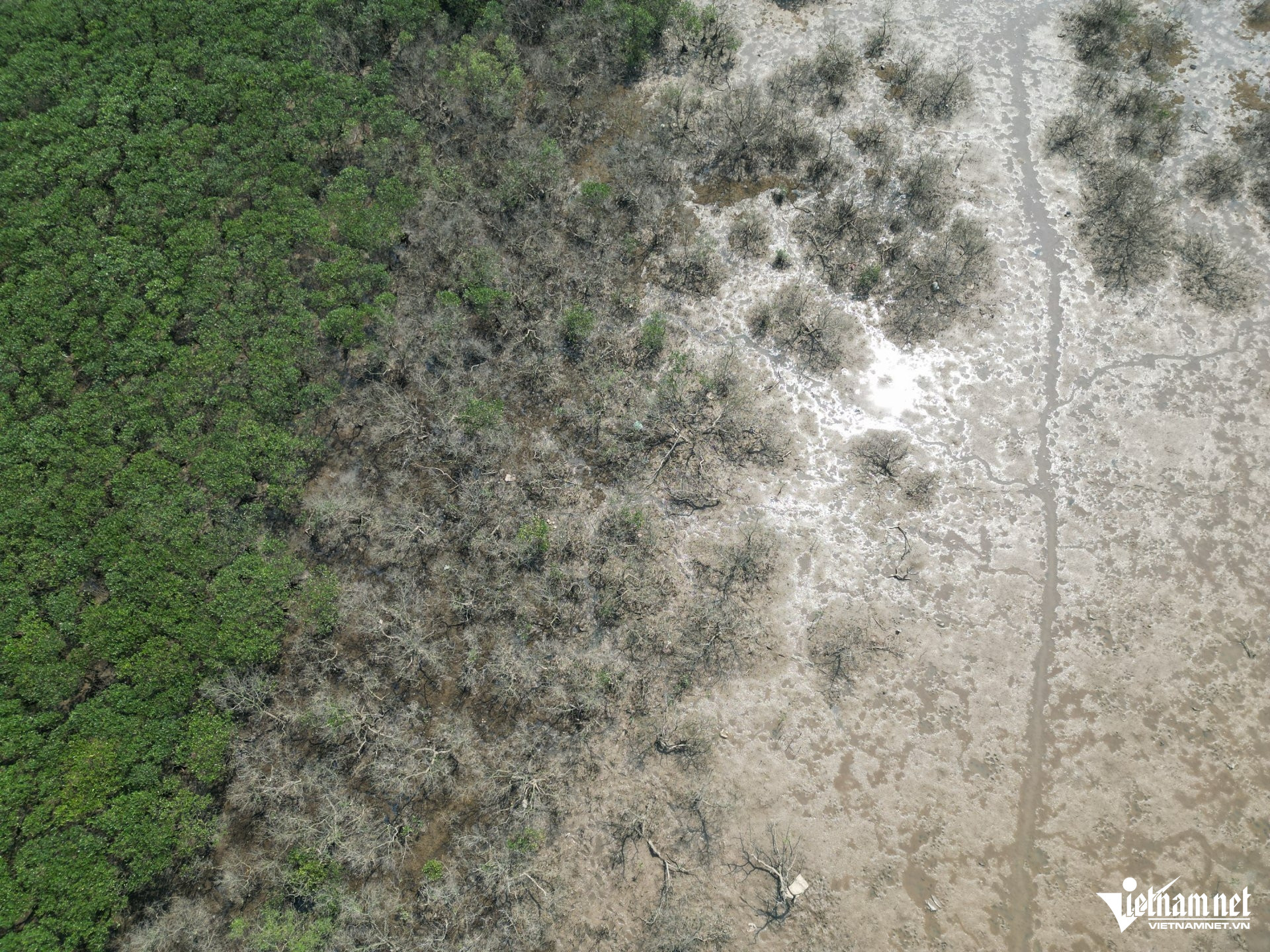 W-aa rừng mặn4.JPG.jpg