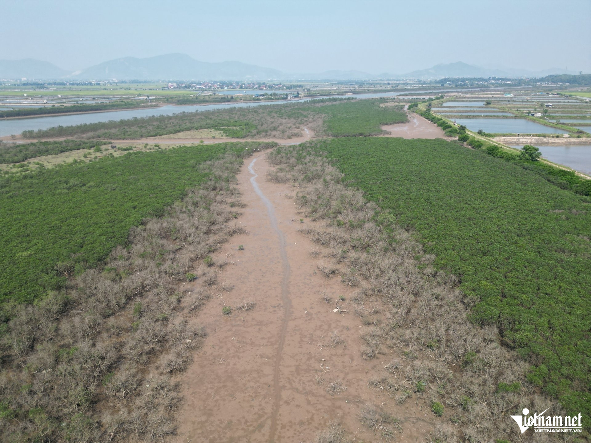 W-aa rừng mặn9.JPG.jpg